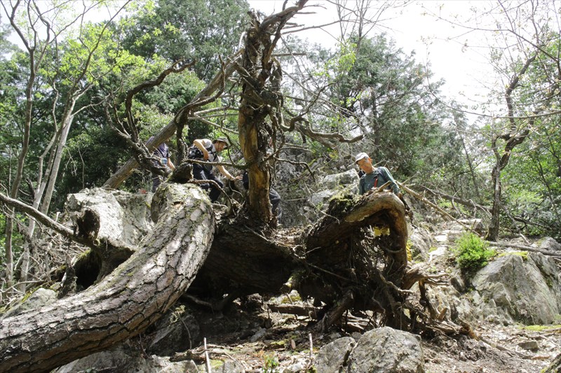 5.寒谷峠への尾根道、荒れていた