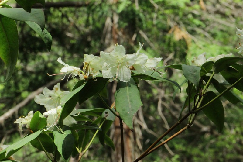 6.ヒカゲツツジの薄黄色が可憐だ