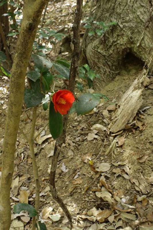 7.ヤブツバキに迎えられて