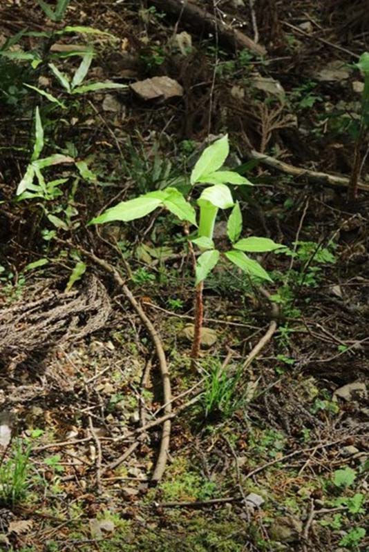 9.早くもテンナンショウが咲いていた
