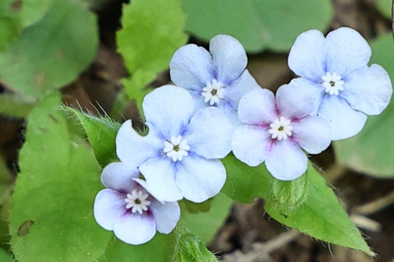 7.ヤマルリソウ