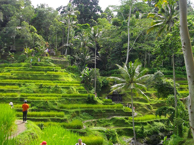 10.ライス・テラス