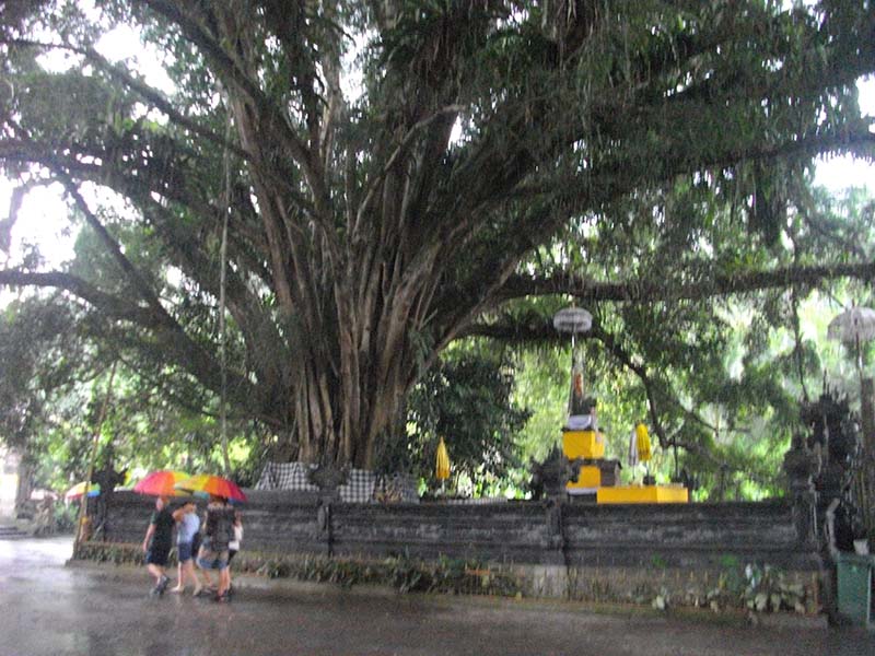 6.ガジャマルの巨木