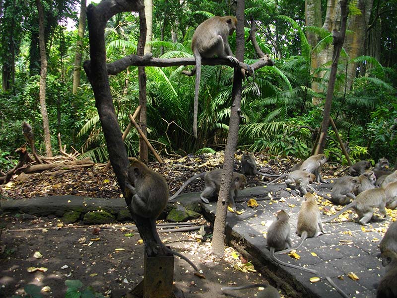 8.モンキーフォーレストの猿たち