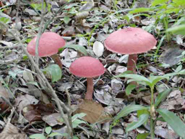 �o�R���߂��̃L�m�R